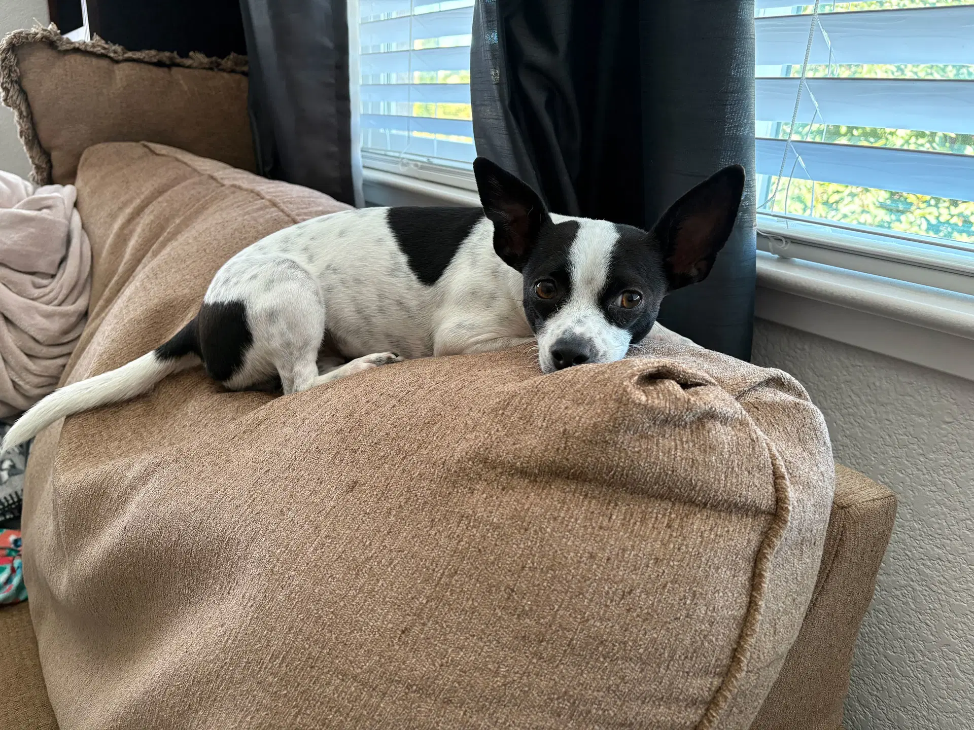 Audrey image 2
