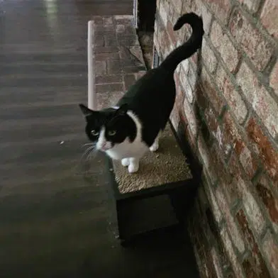 Cosmo - Domestic Short Hair