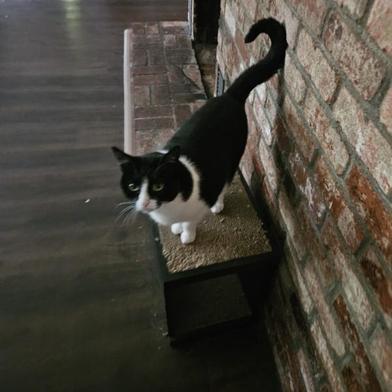 Cosmo, a cat for adoption from Yolo County SPCA