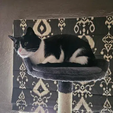 Oreo - Domestic Short Hair