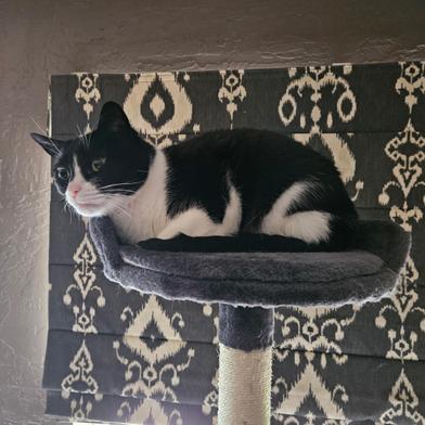 Oreo, a cat for adoption from Yolo County SPCA