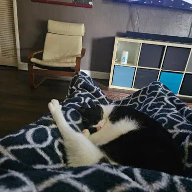 Oreo image 3