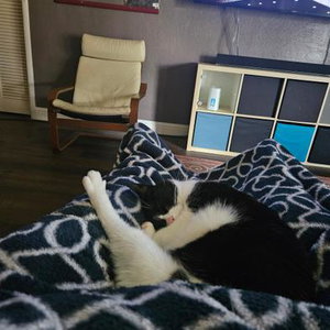 Oreo, photo 2