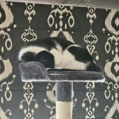 Oreo image 4