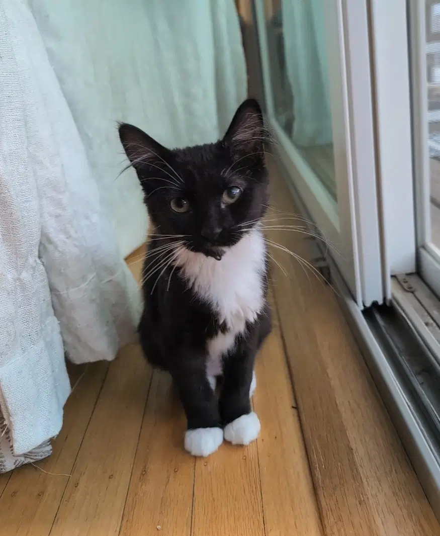 Cece - Domestic Long Hair