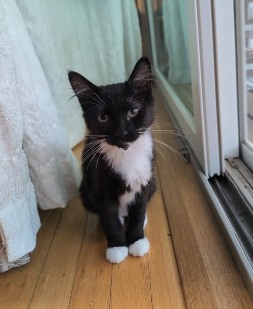 picture of the cat needing adoption