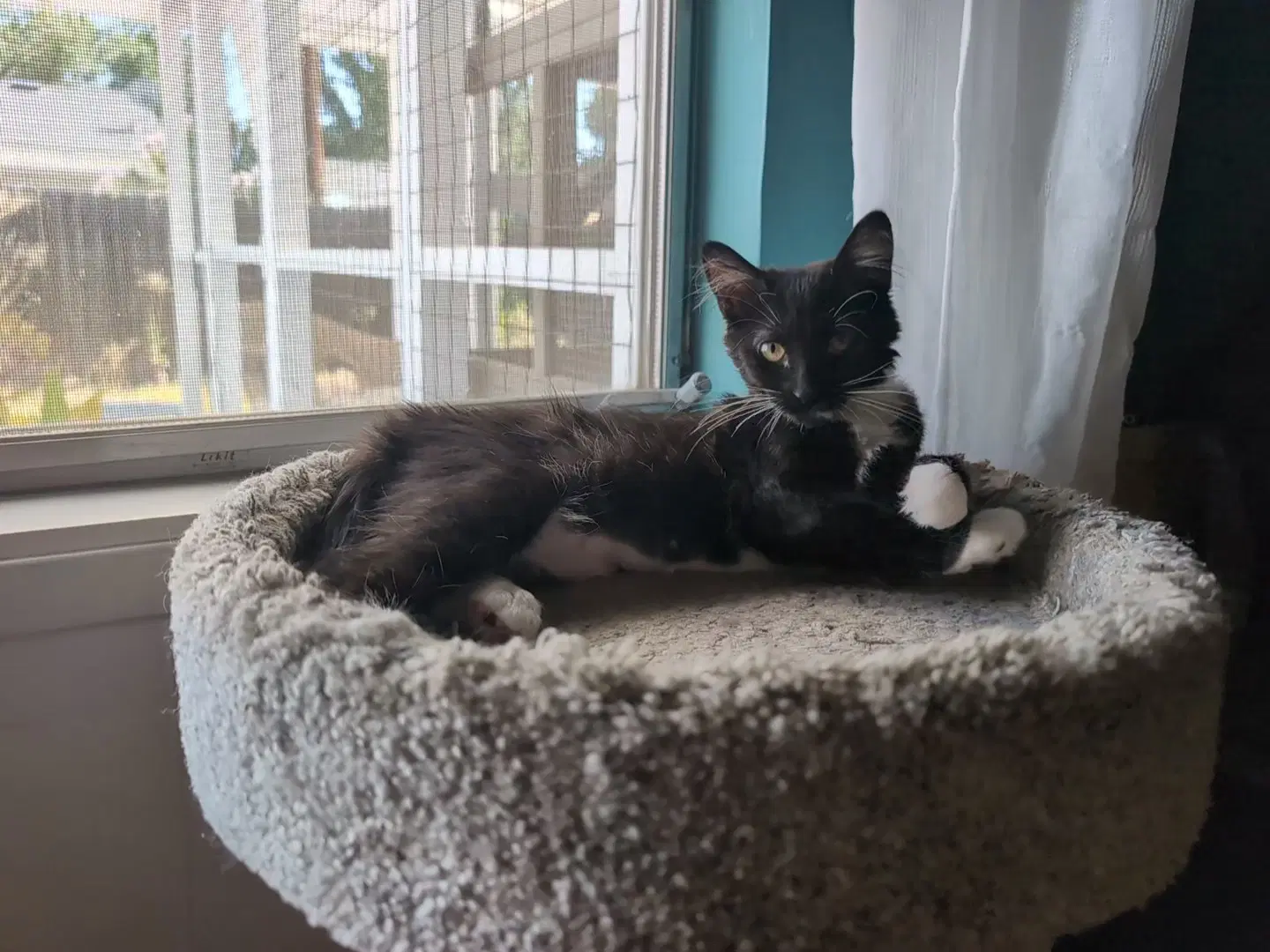 Cece image 3