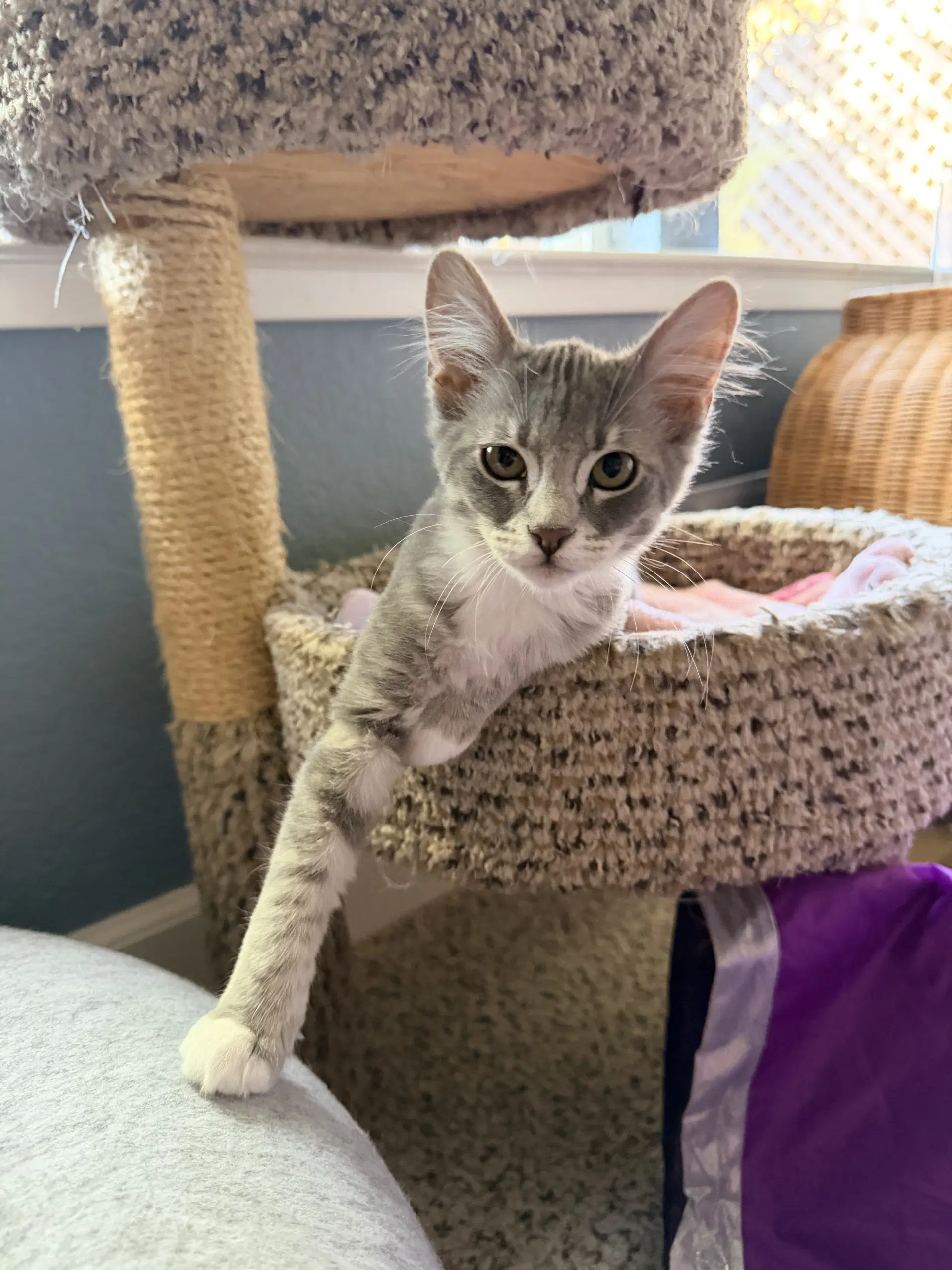 Allie - Domestic Medium Hair