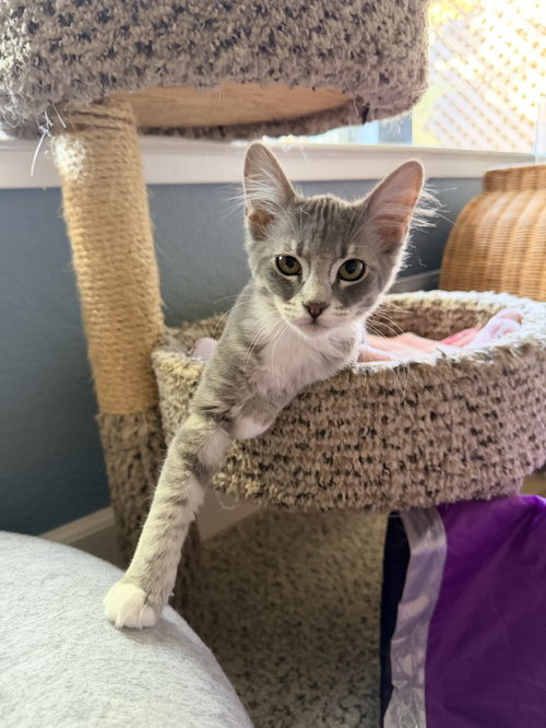 picture of the cat needing adoption