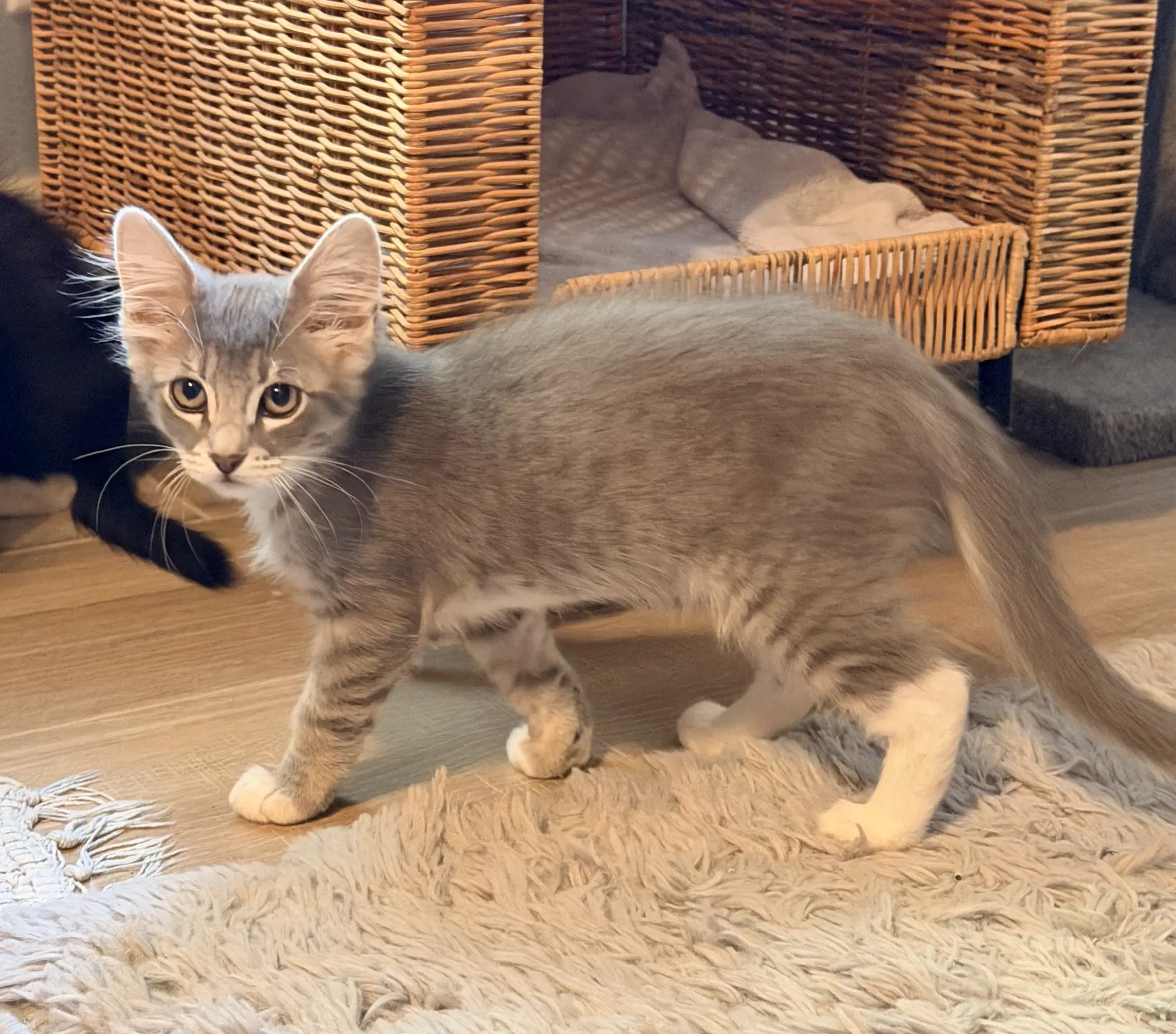 Allie image 3