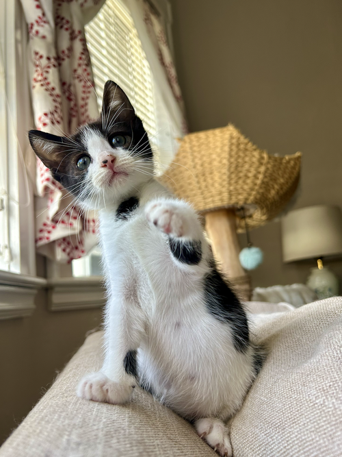 picture of the cat needing adoption
