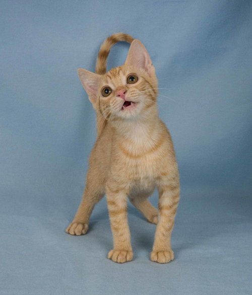 picture of the cat needing adoption