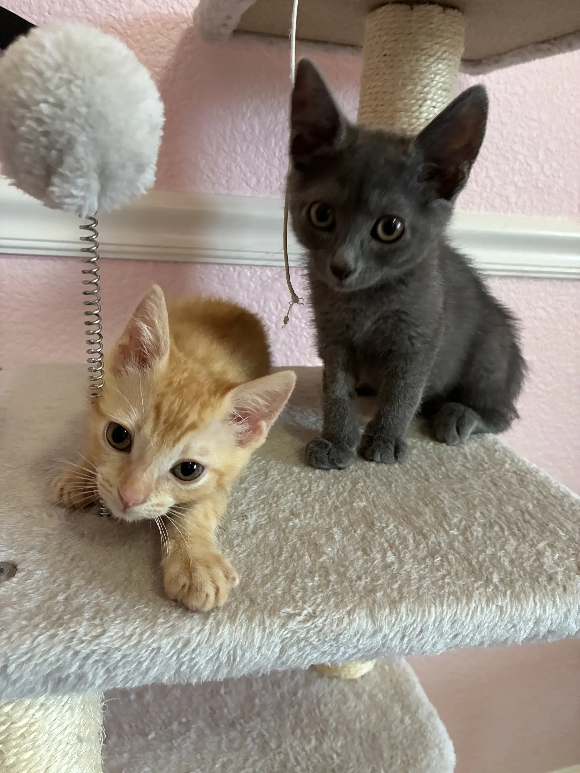 S'mores - Domestic Short Hair