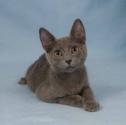 picture of the cat needing adoption