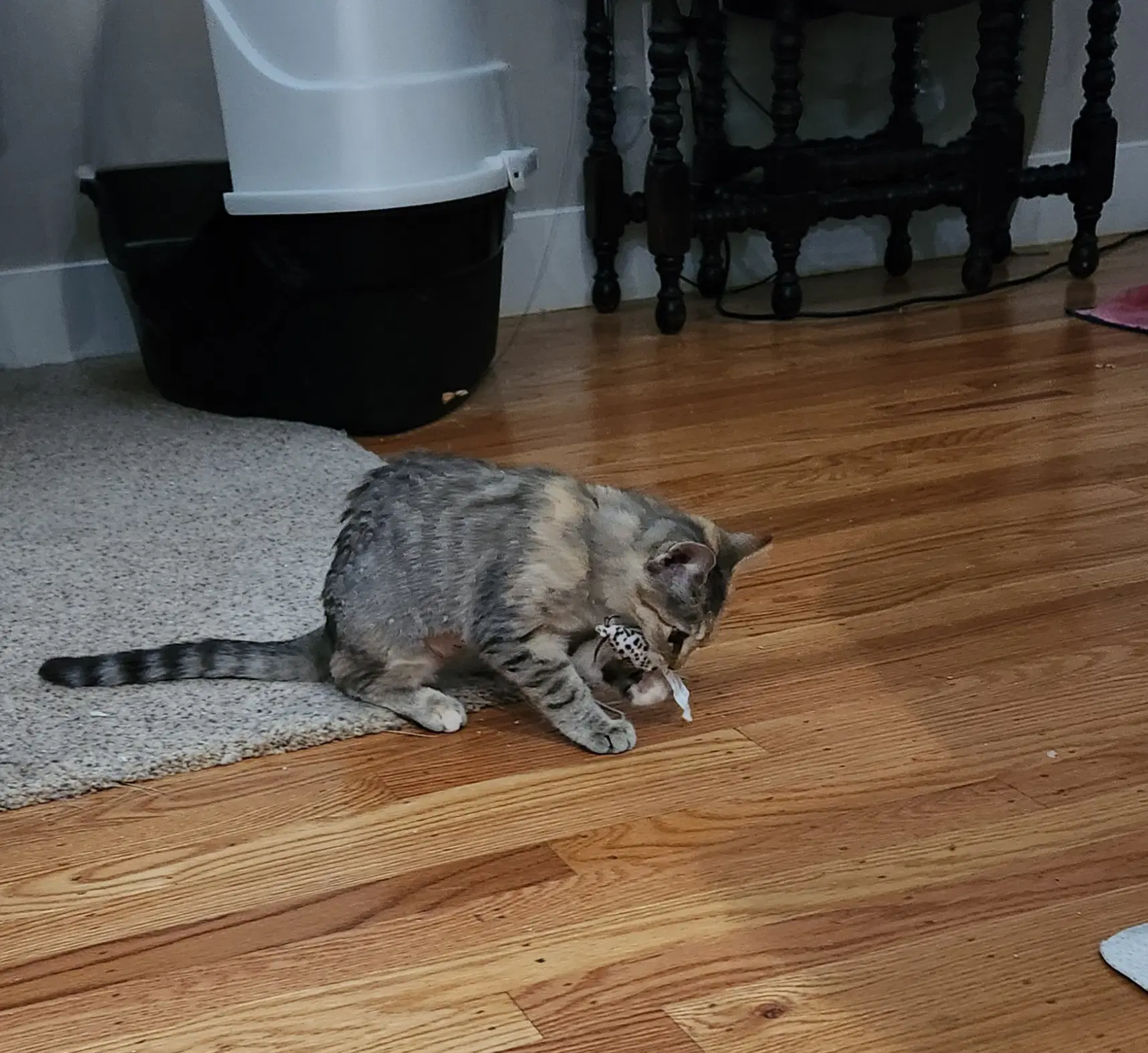 Junebug image 3