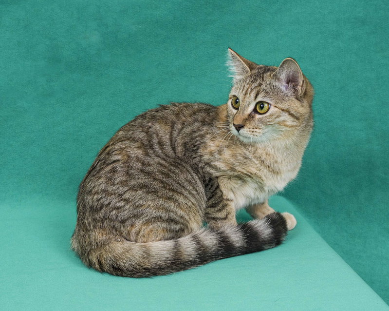 Junebug, a young female cat up for adoption