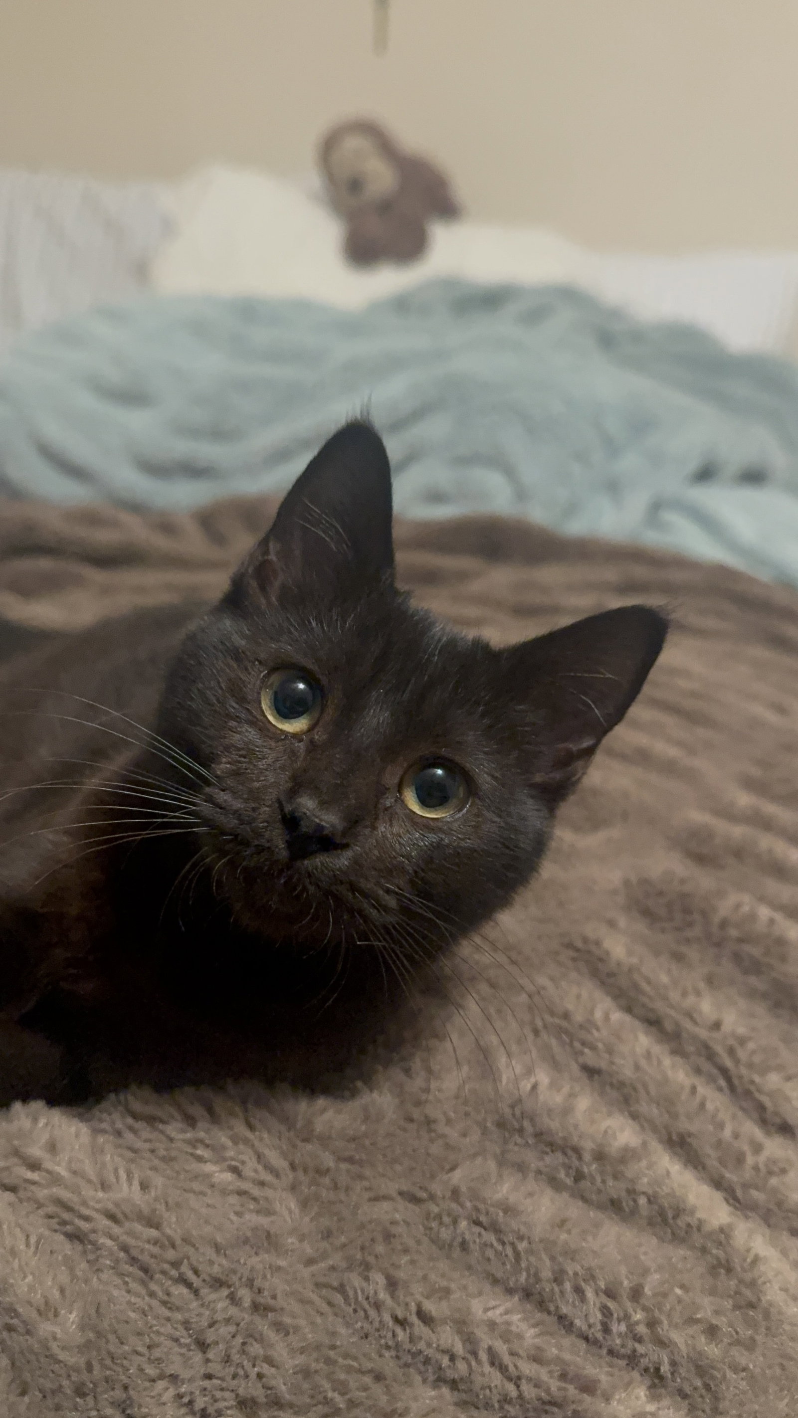 Abracadabra (Abby), Domestic Short Hair
