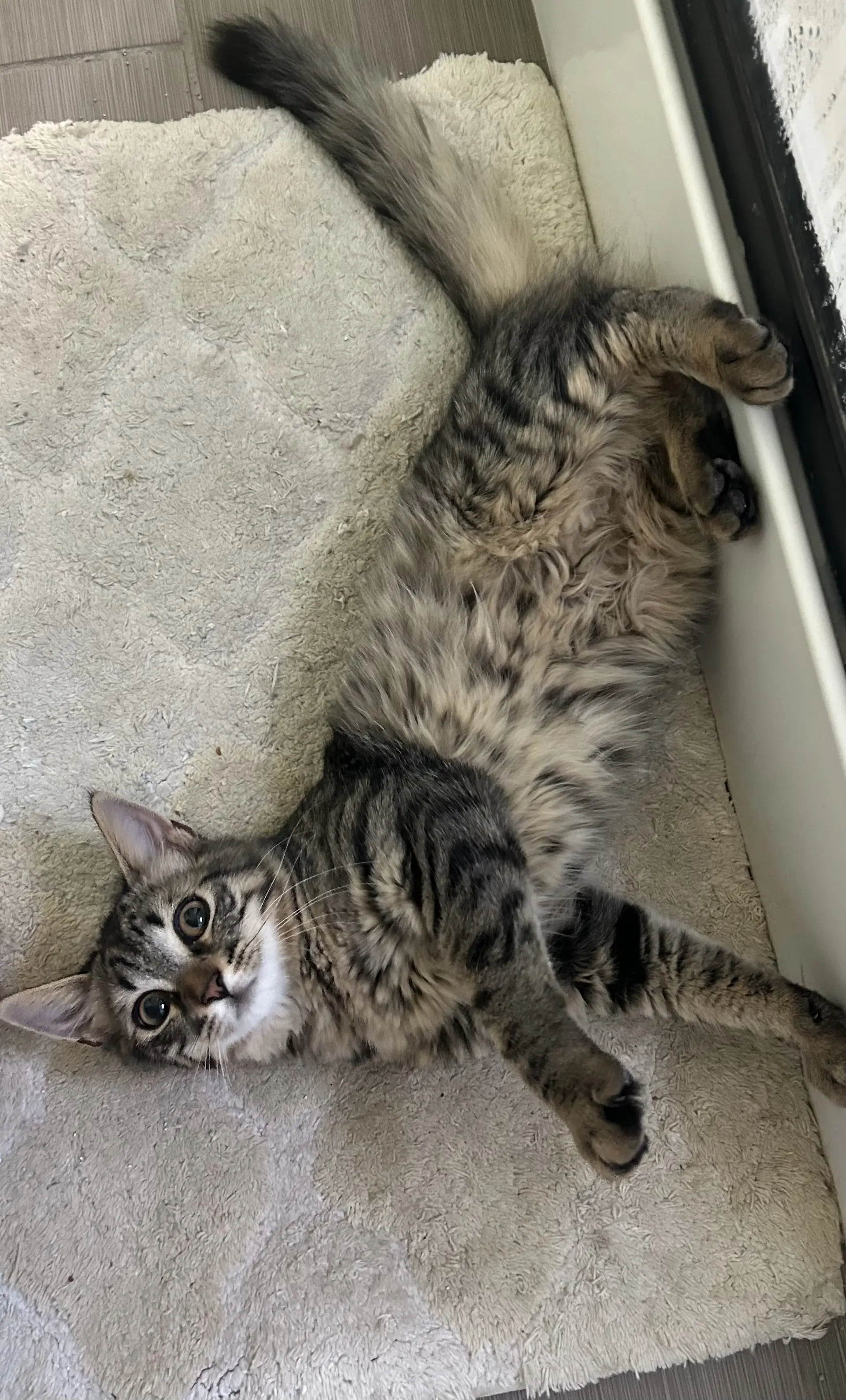Laffy Taffy - Domestic Medium Hair
