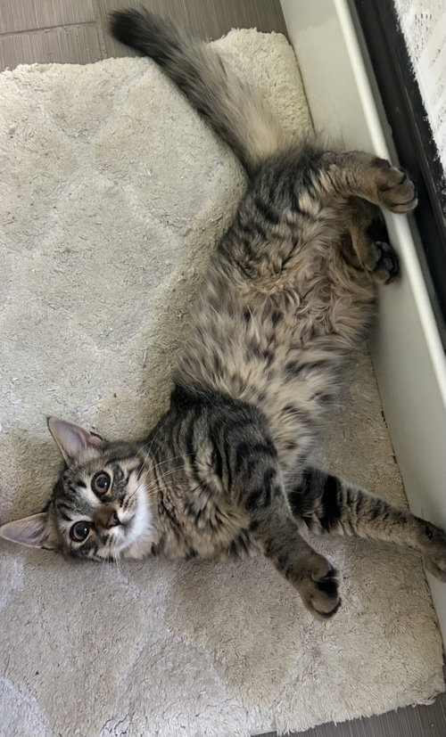 Laffy Taffy, a cat for adoption from Yolo County SPCA
