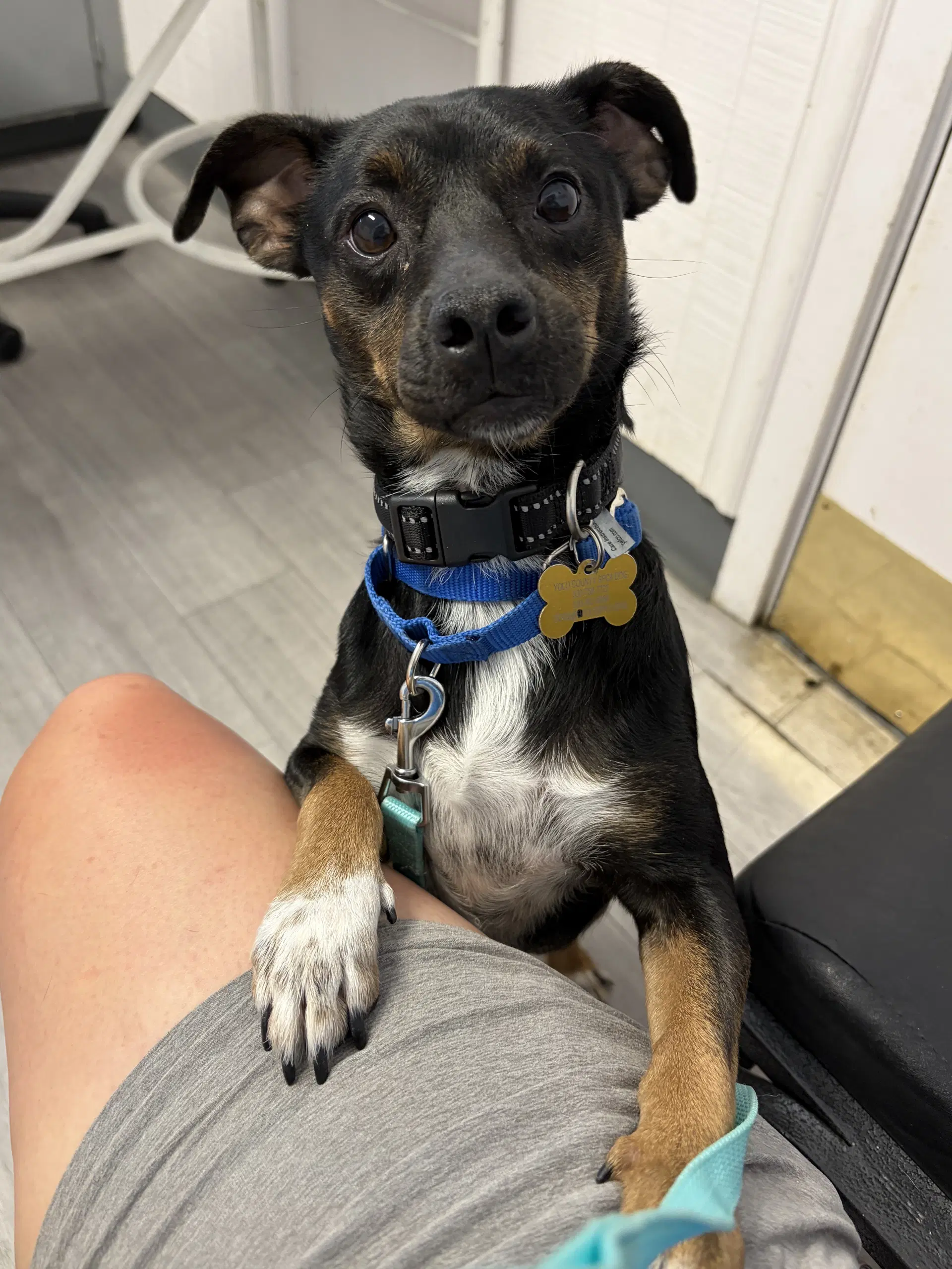 Patches - Terrier
