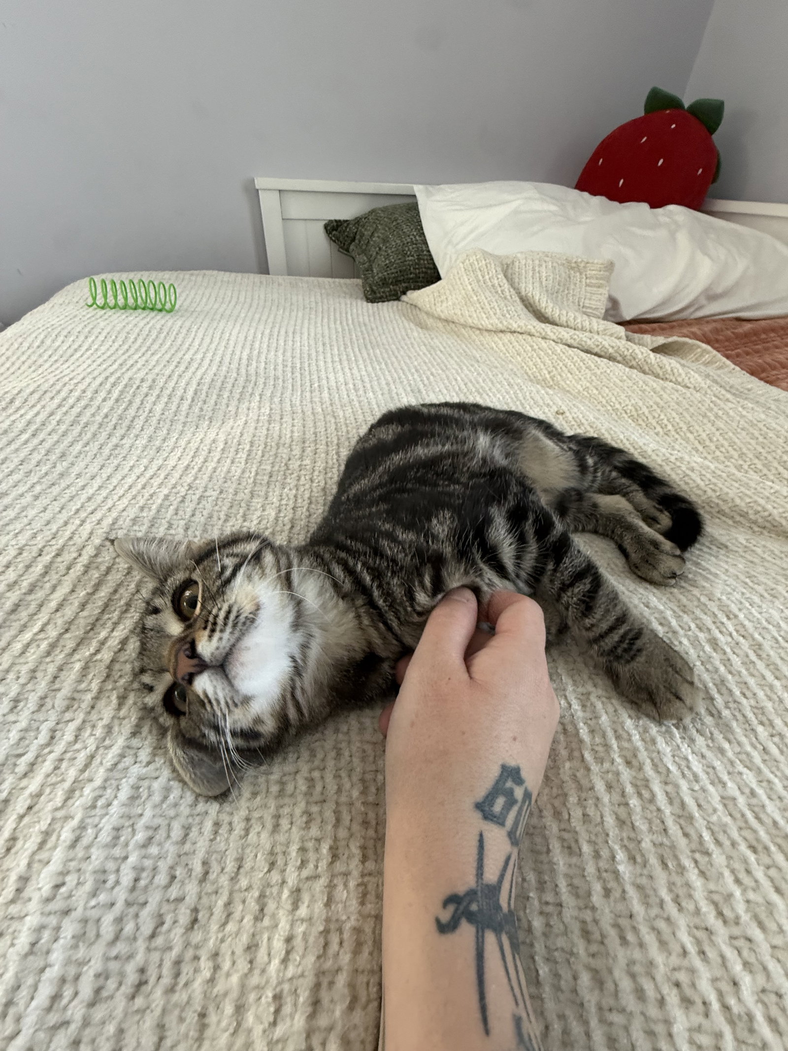 Chas, Domestic Medium Hair