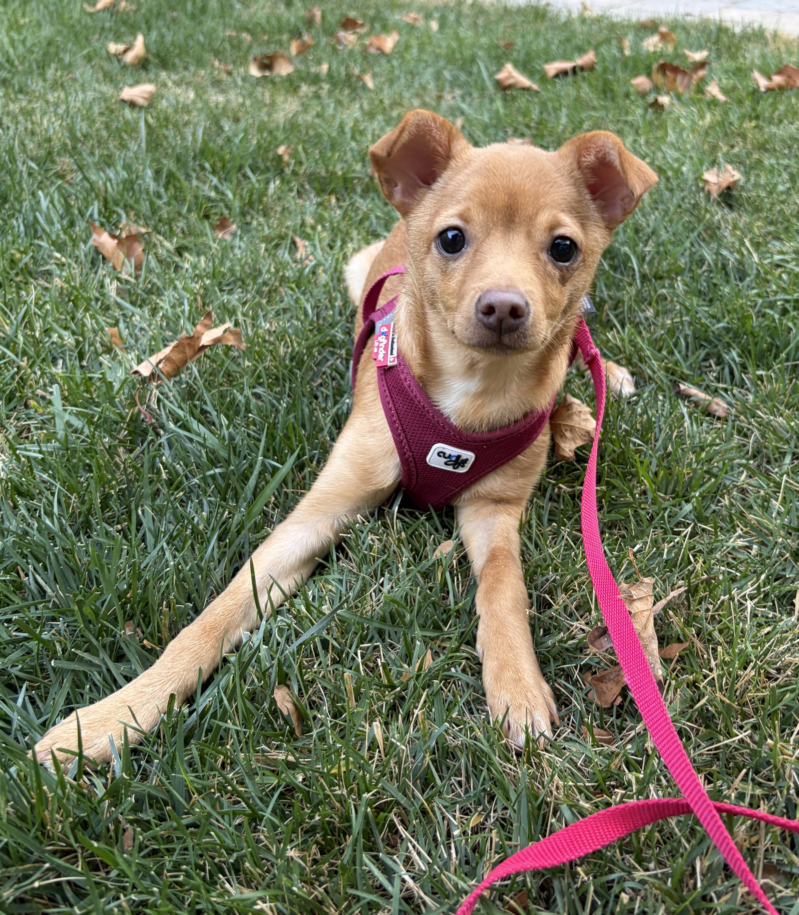 Fia, Chihuahua