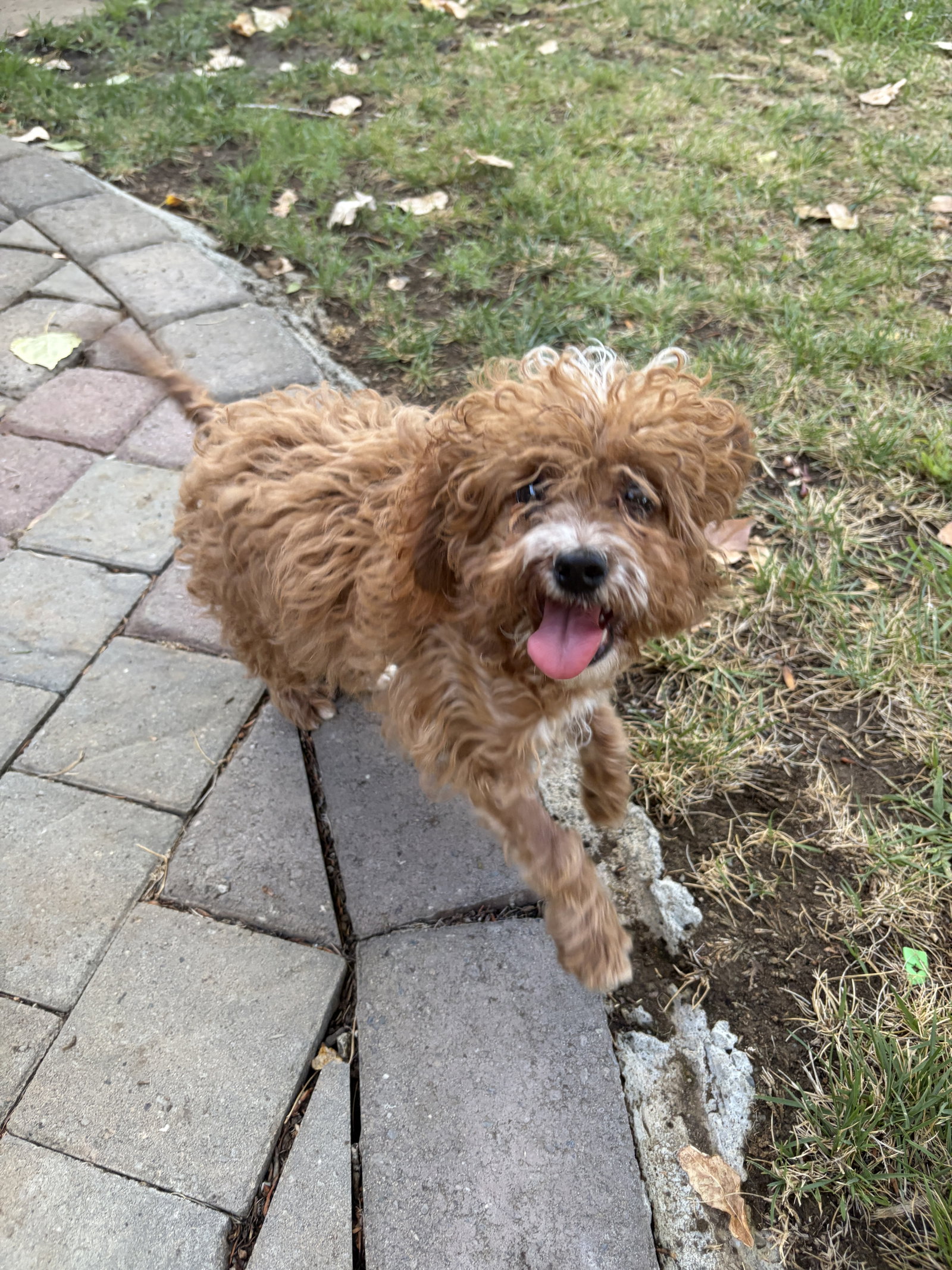 Chewie, Poodle (Miniature)