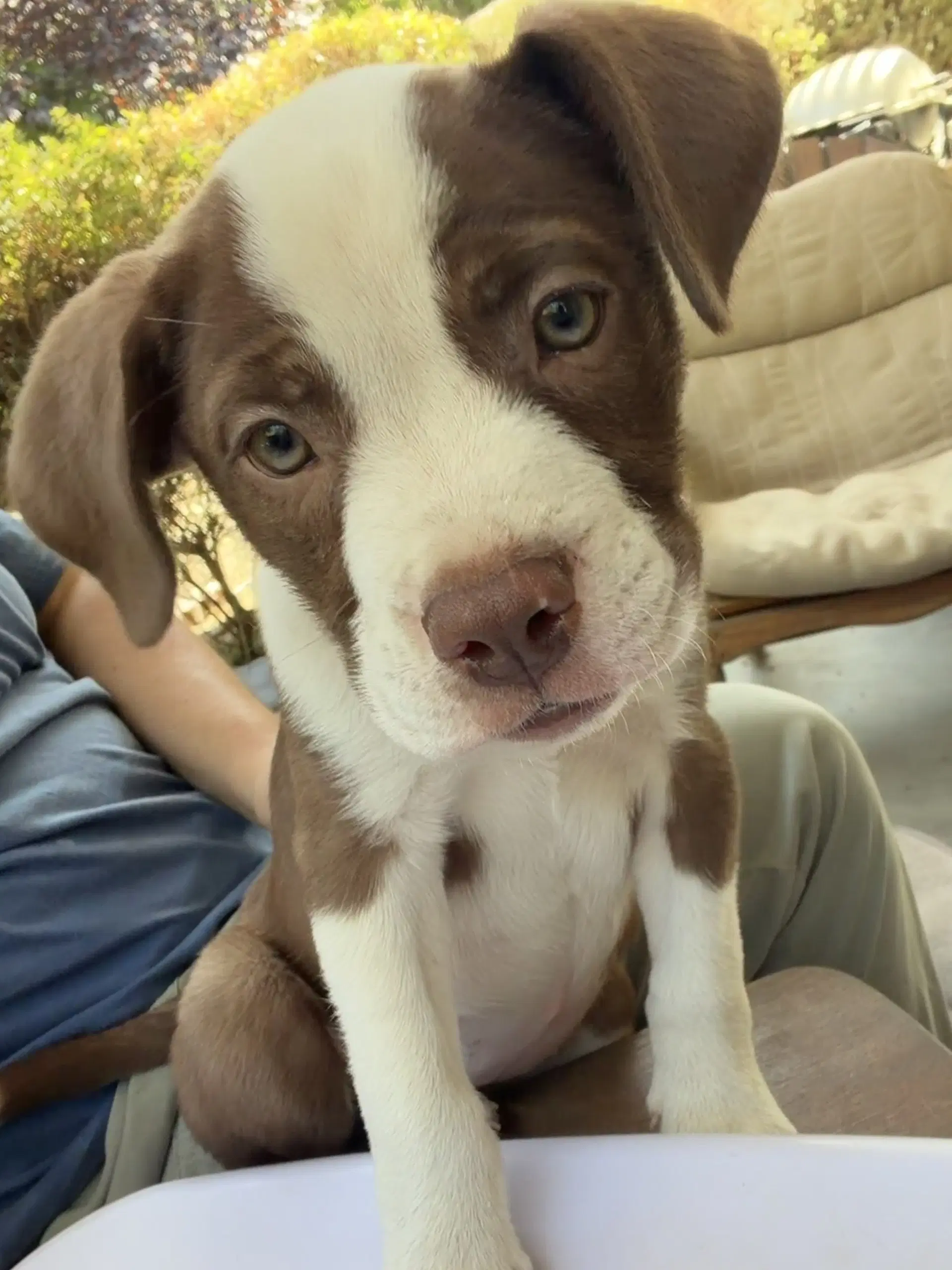 Frankie image 2