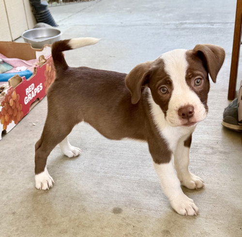 Frankie, a dog for adoption from Yolo County SPCA