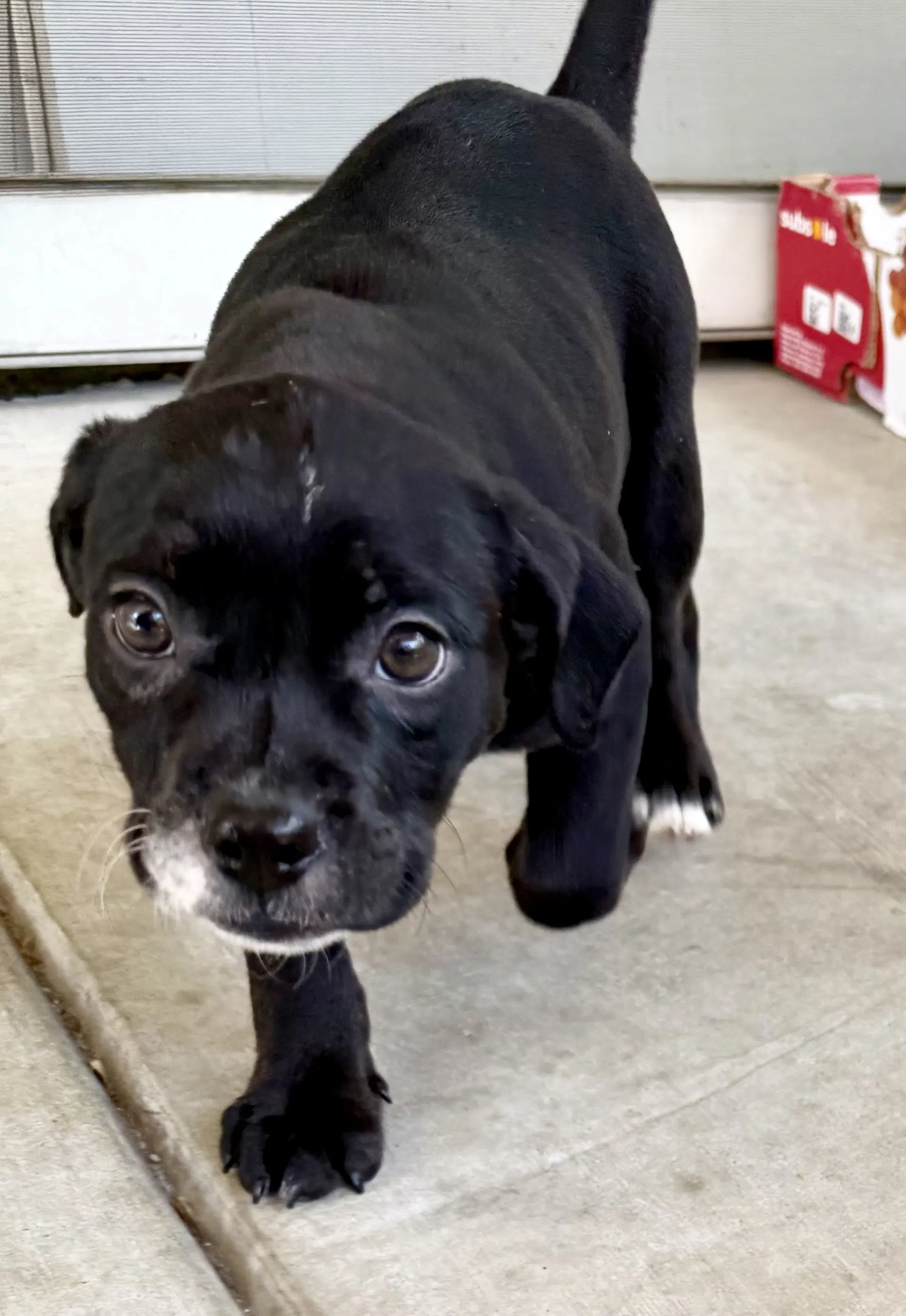 Grace - English Bulldog