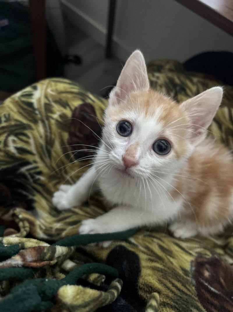 Thumb, a male cat up for adoption