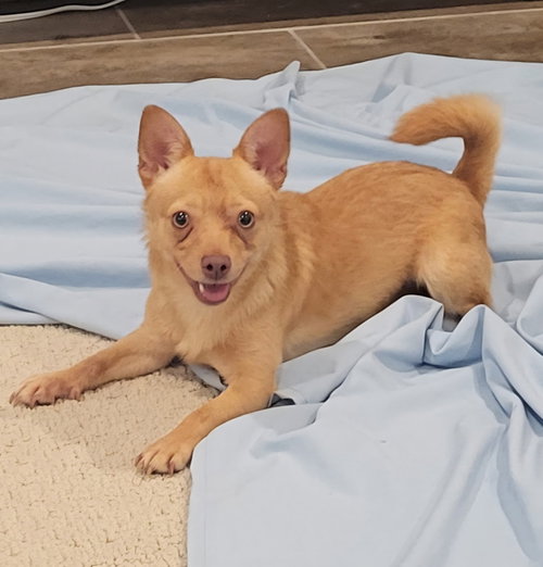 JJ, a dog for adoption from Yolo County SPCA