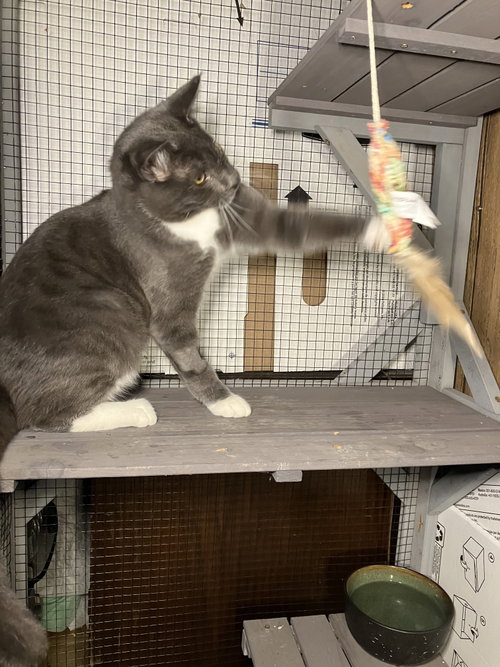 Buddy, a cat for adoption from Yolo County SPCA