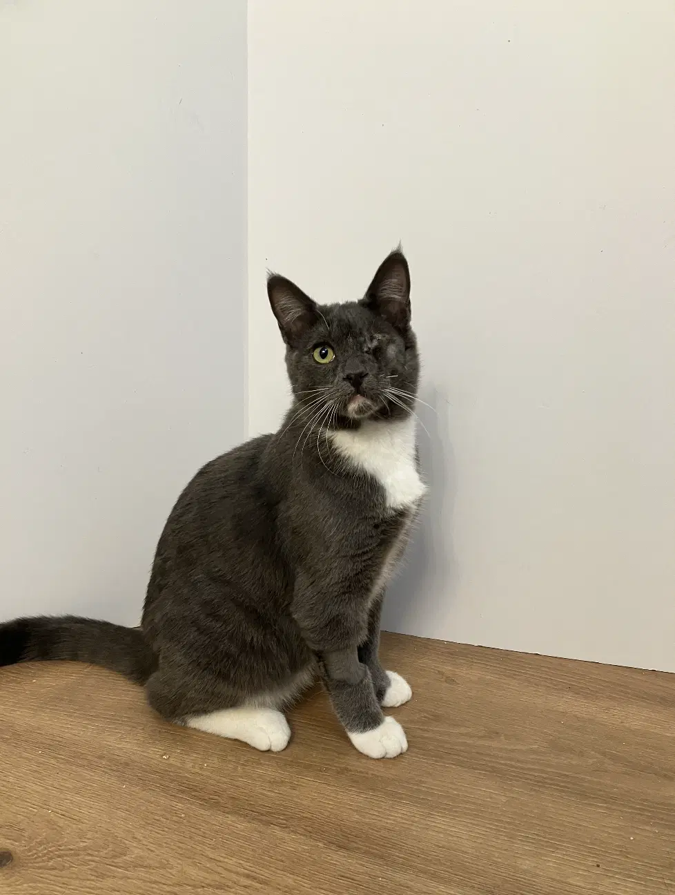 Buddy - Domestic Short Hair
