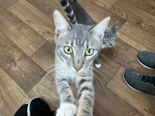 George, a cat for adoption from Yolo County SPCA