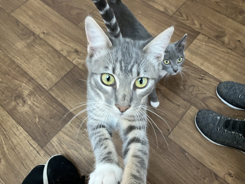 George, a young male cat up for adoption