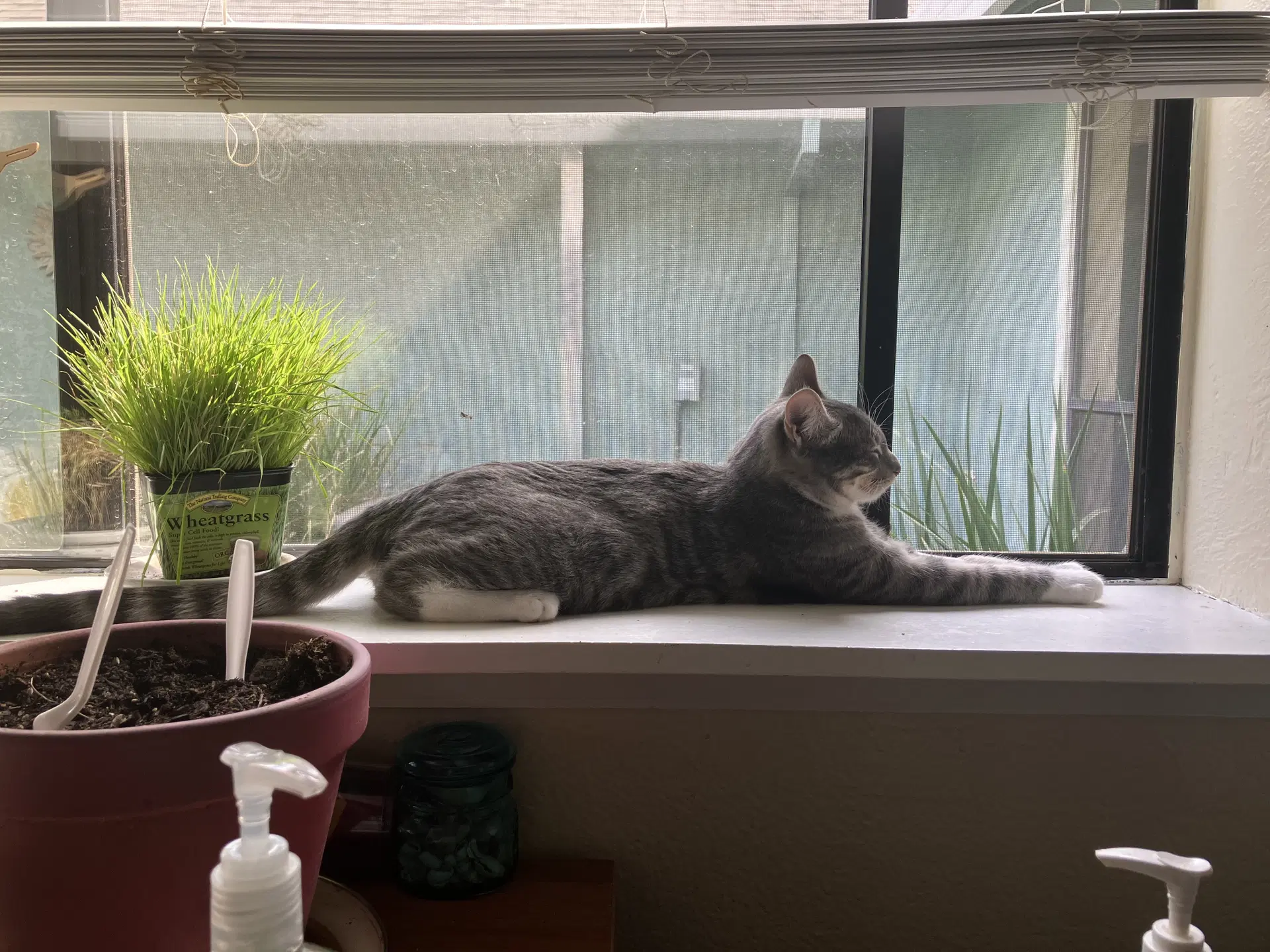 George image 2