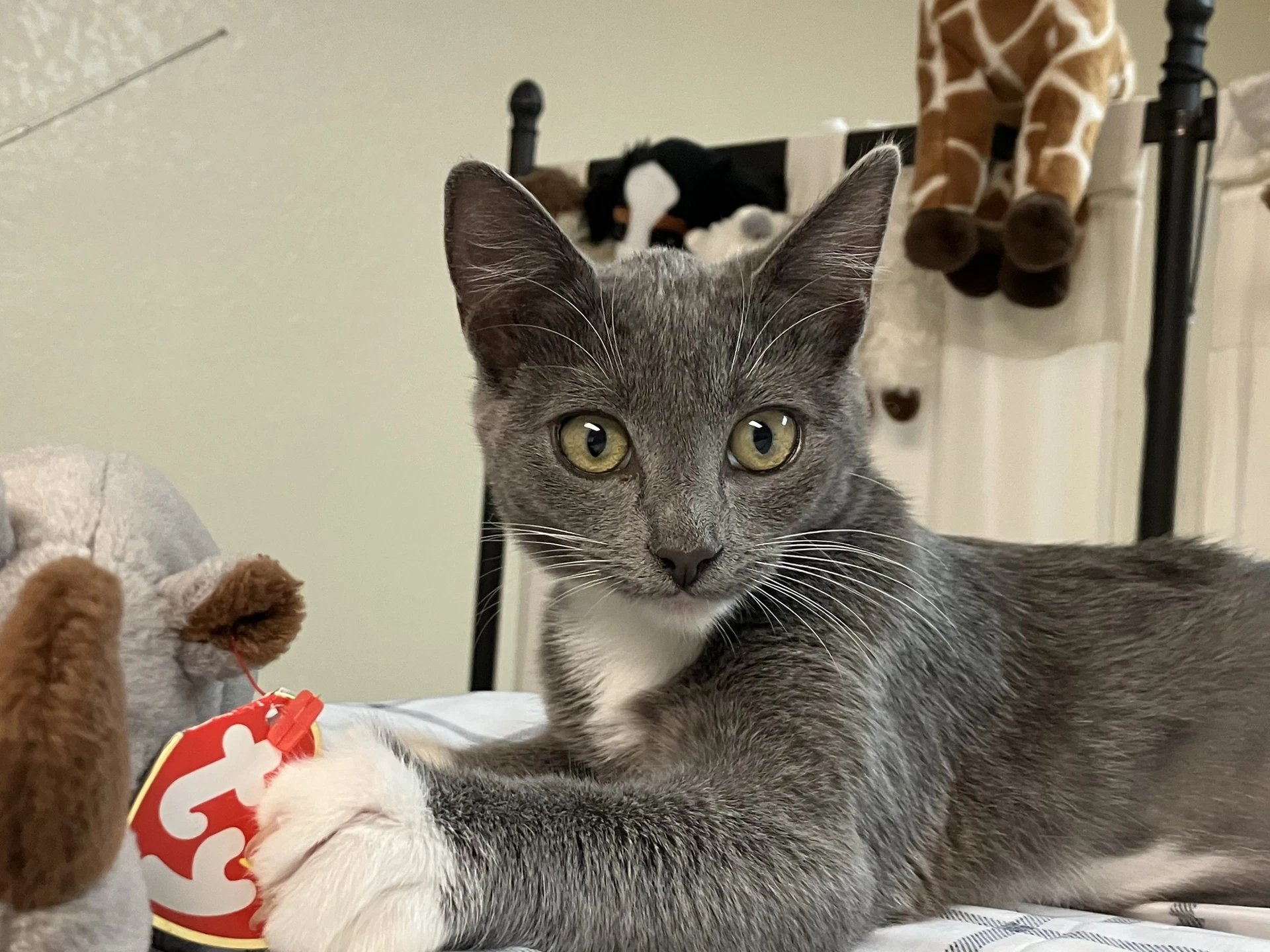 Gracie