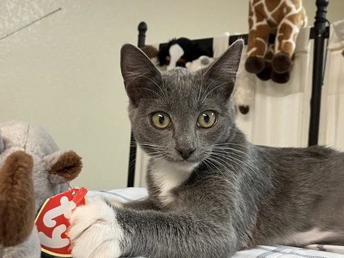 Gracie, a cat for adoption from Yolo County SPCA