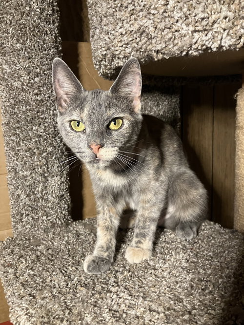 Misty, a cat for adoption from Yolo County SPCA