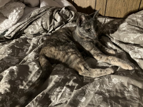 Photo 2 of Misty