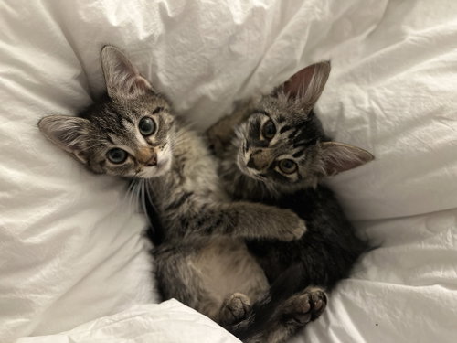 Mercury & Mars, a cat for adoption from Yolo County SPCA