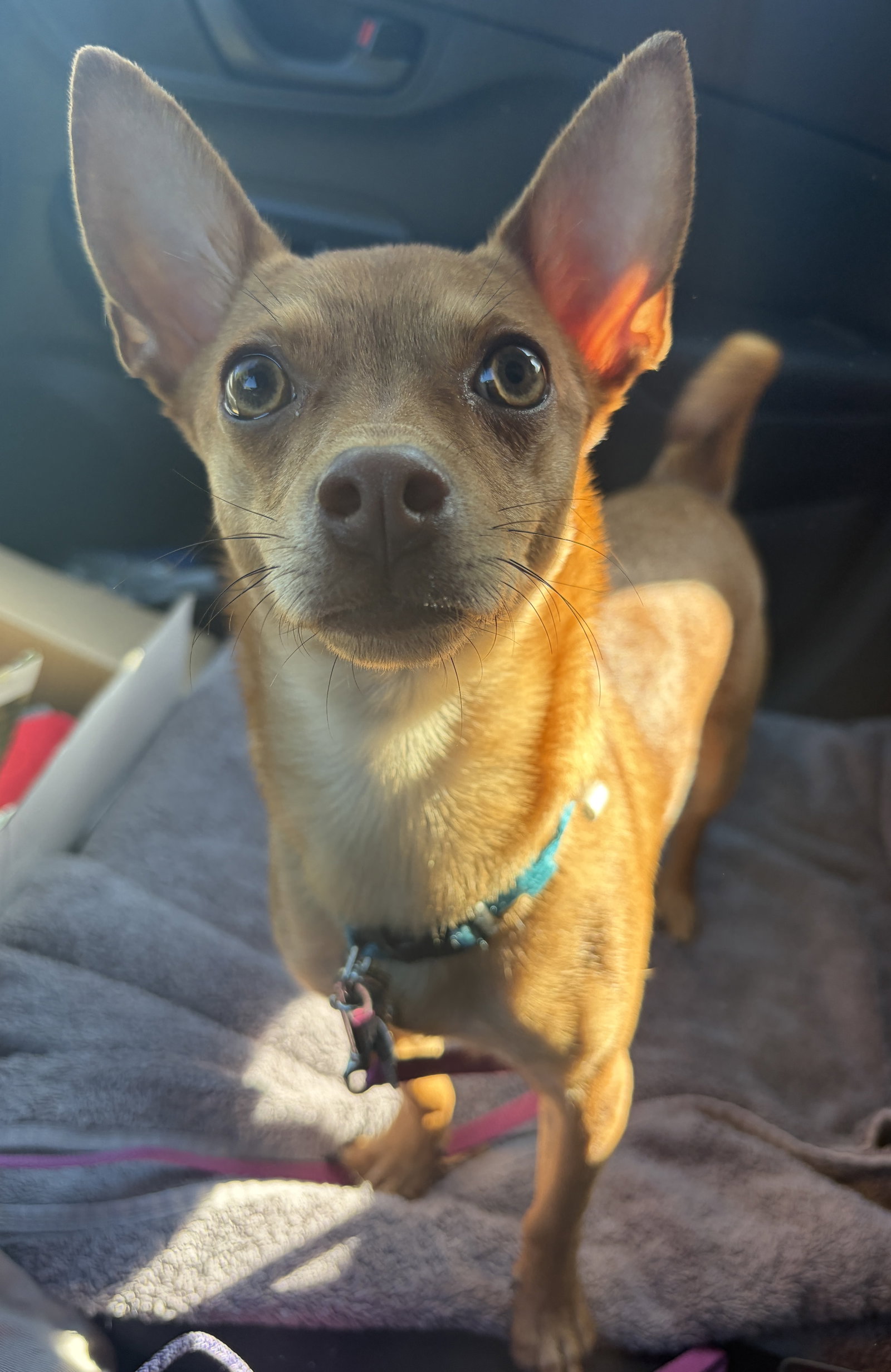 Chip