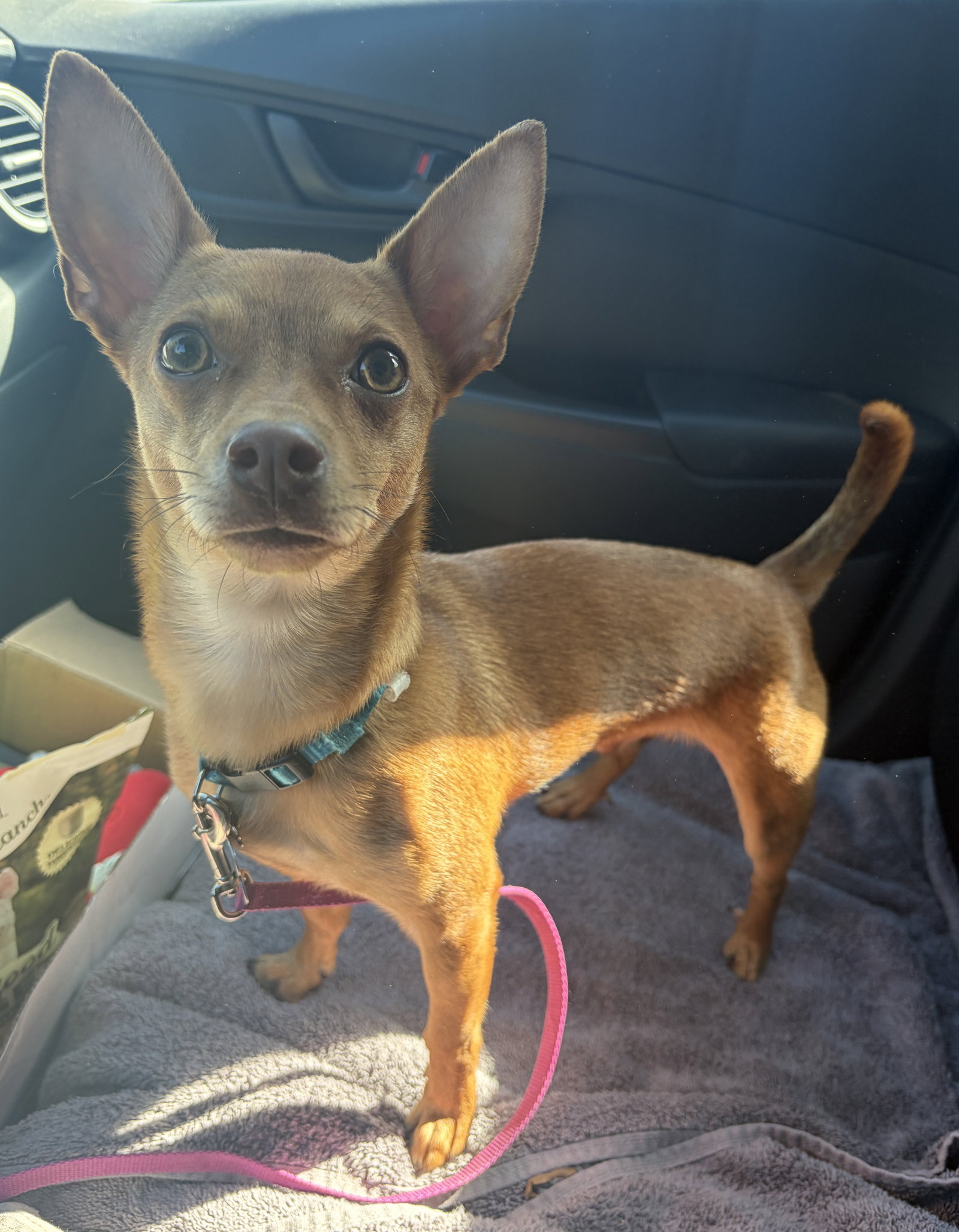 Chip, photo 2
