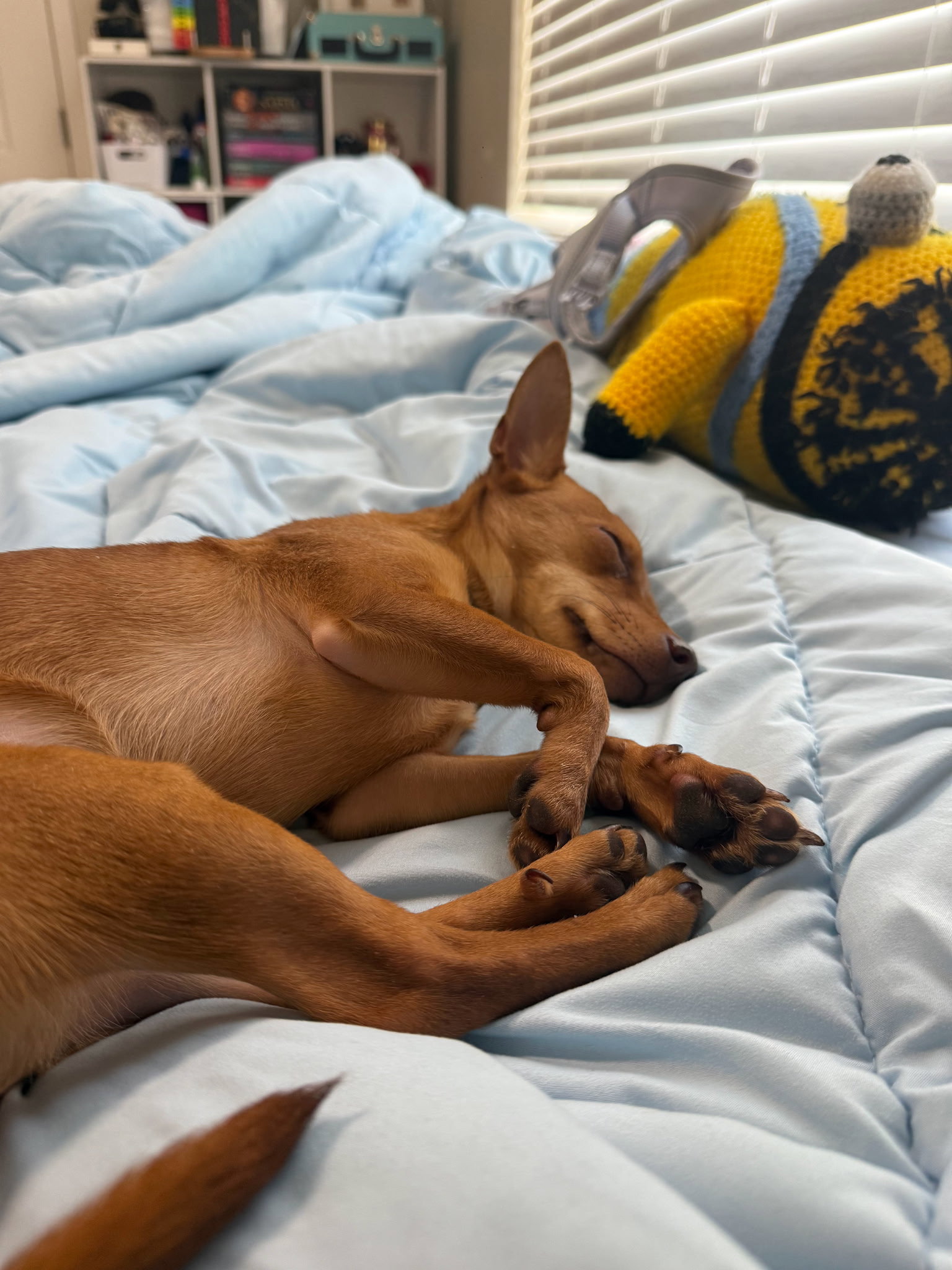 Chip, photo 3