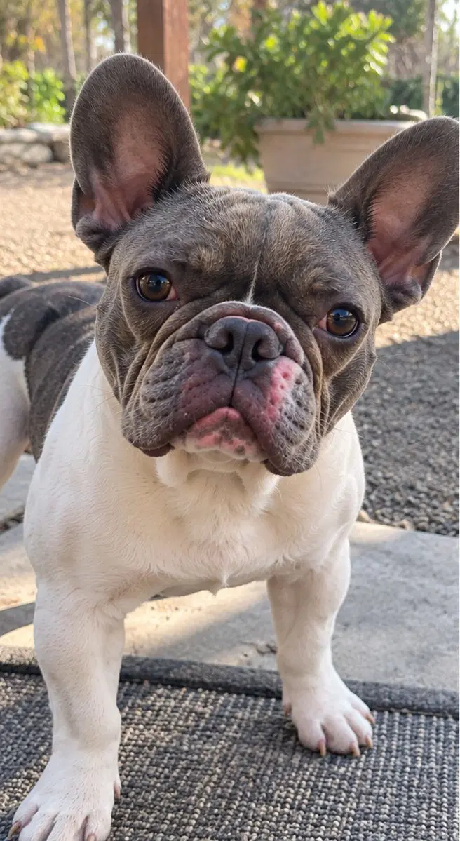 Cowboy - French Bulldog