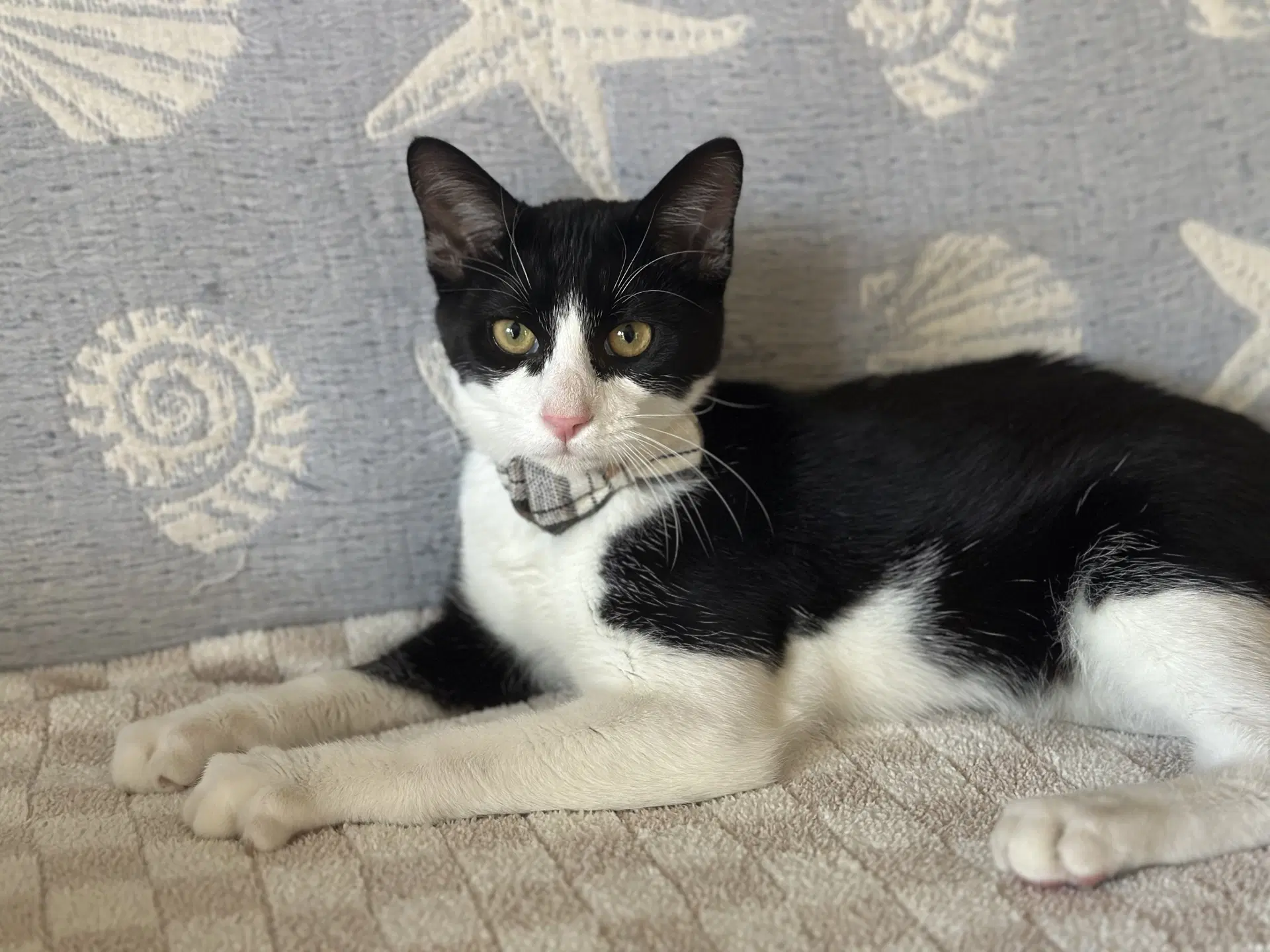 Pluto - Domestic Short Hair
