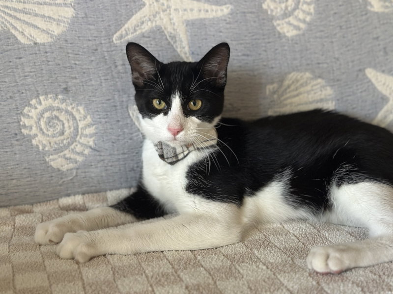 Pluto, a young male cat up for adoption