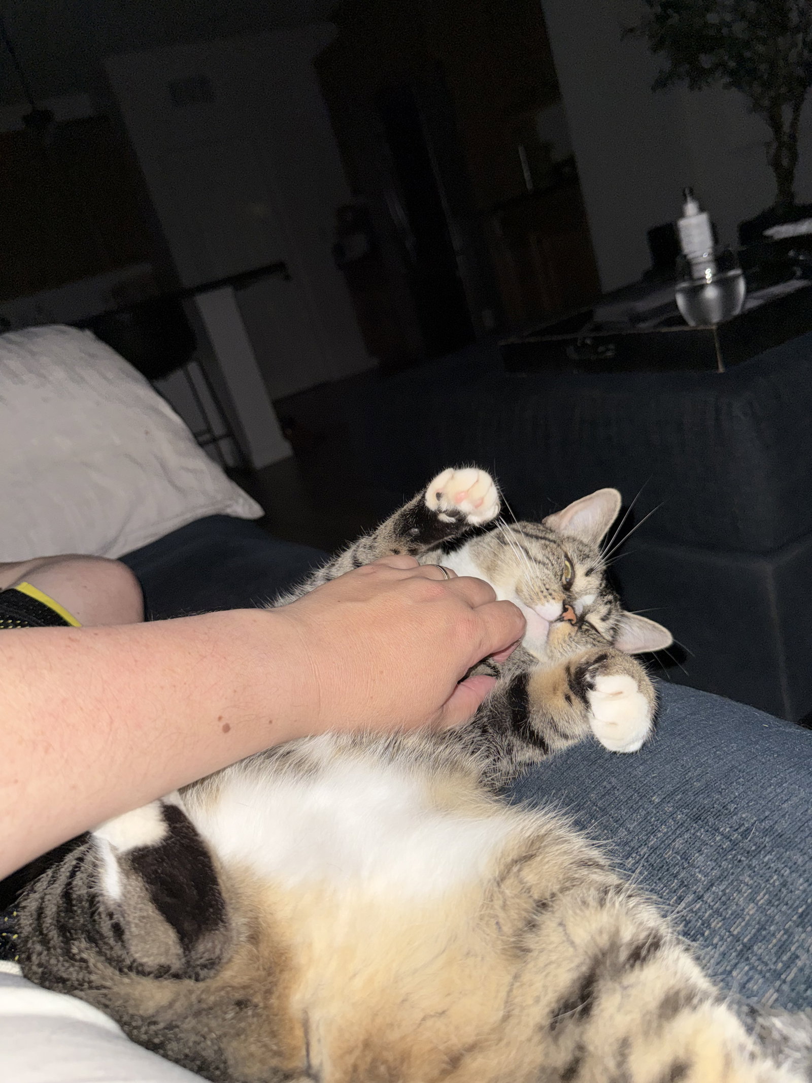 Phoebe (courtesy)