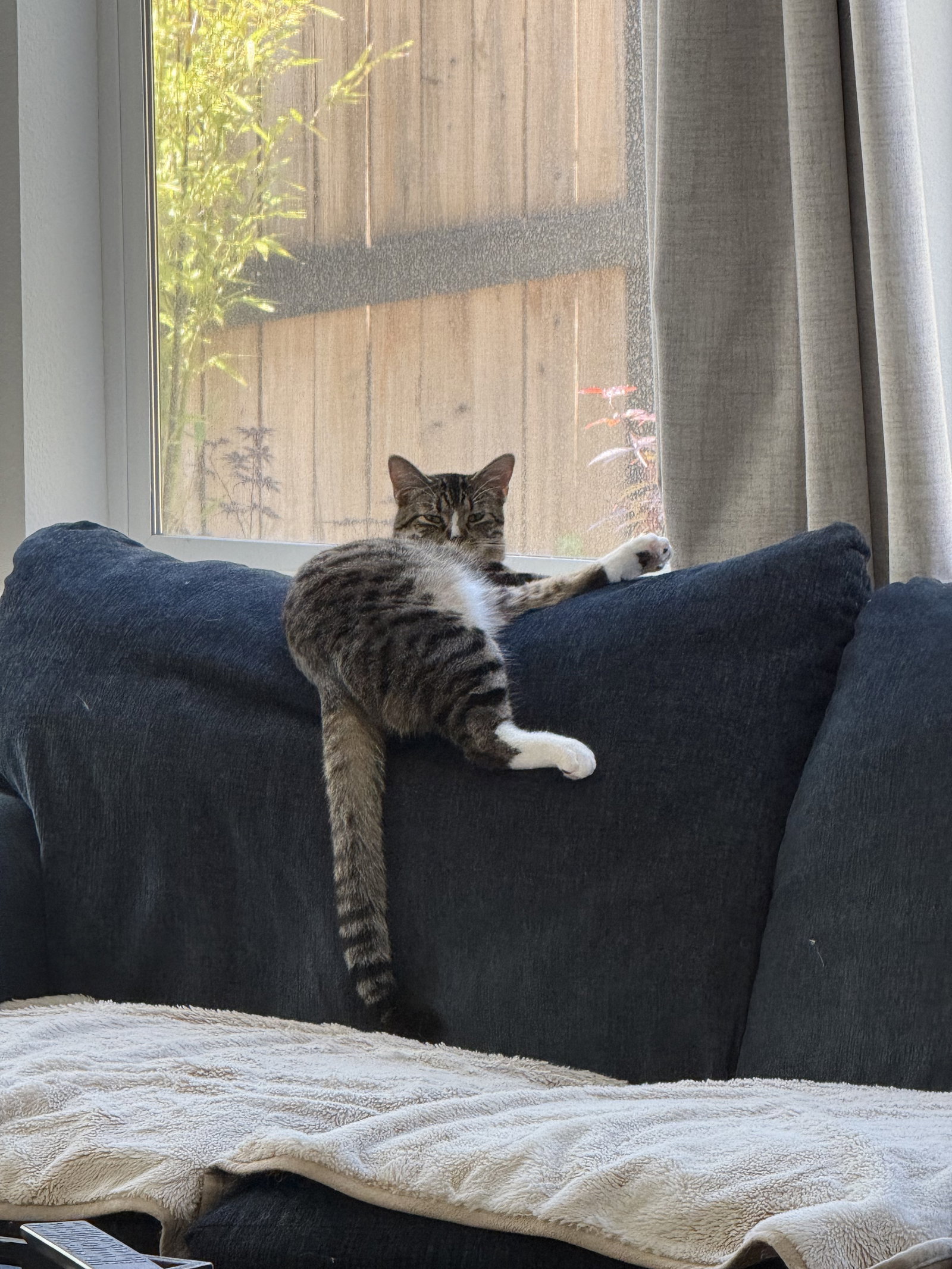 Phoebe (courtesy), photo 3